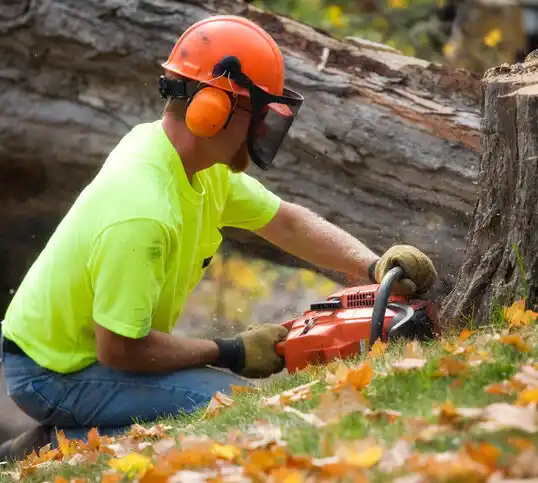 tree services Westvale